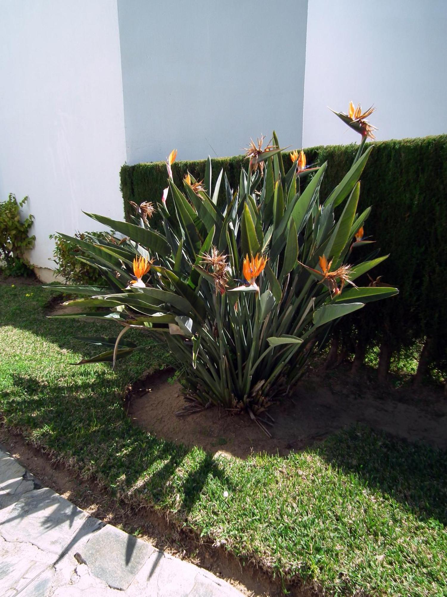 Apartamento Nerja Playa Burriana Екстер'єр фото